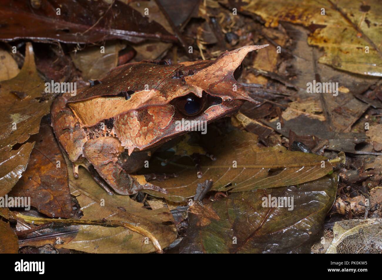 A Malayan Horned Frog (Megophrys nasuta) on the forest floor at night in Gunung Mulu National Park, Sarawak, East Malaysia, Borneo Stock Photo