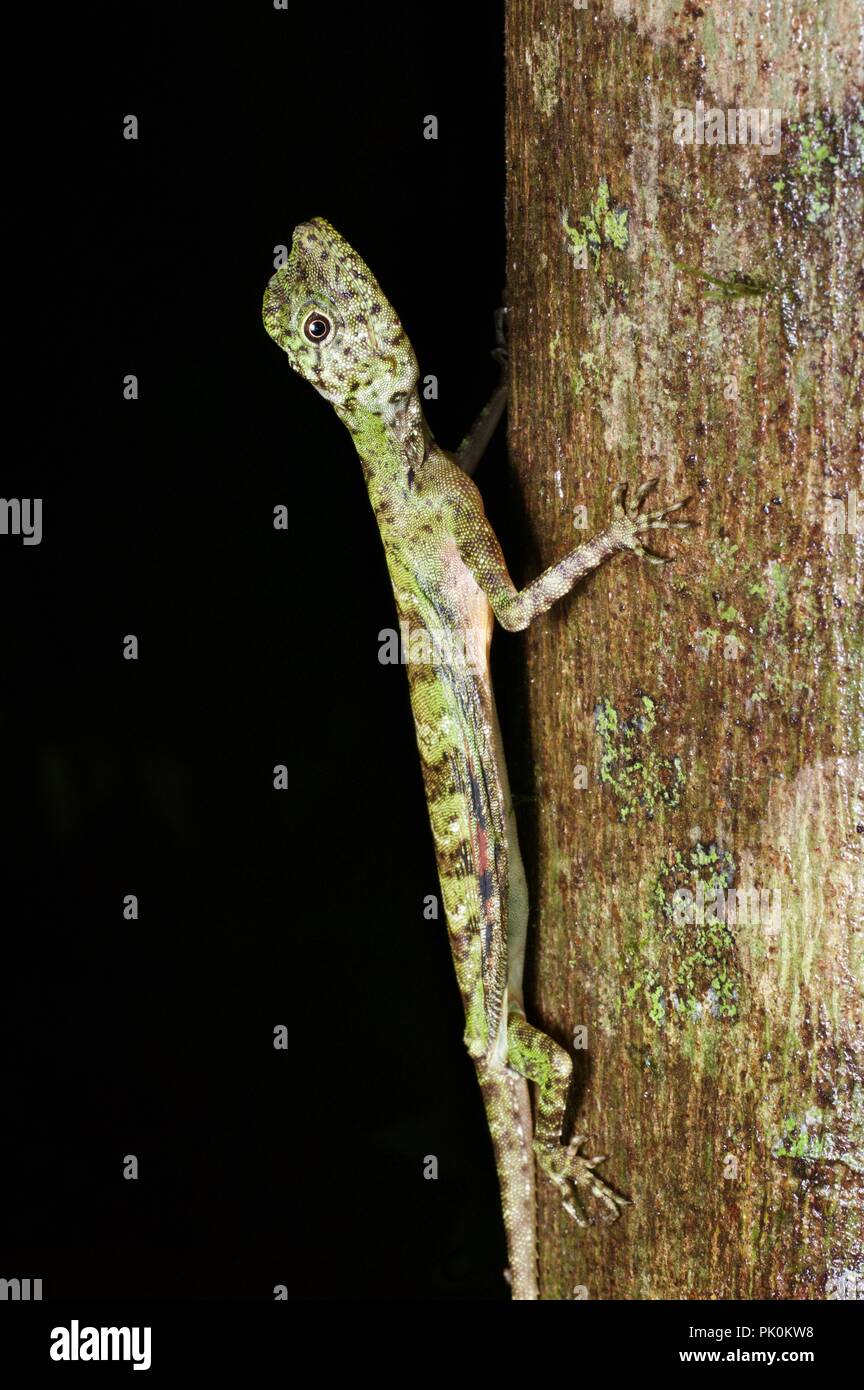 A Five-banded Gliding Lizard (Draco quinquefasciatus) on a tree trunk at night in Gunung Mulu National Park, Sarawak, East Malaysia, Borneo Stock Photo