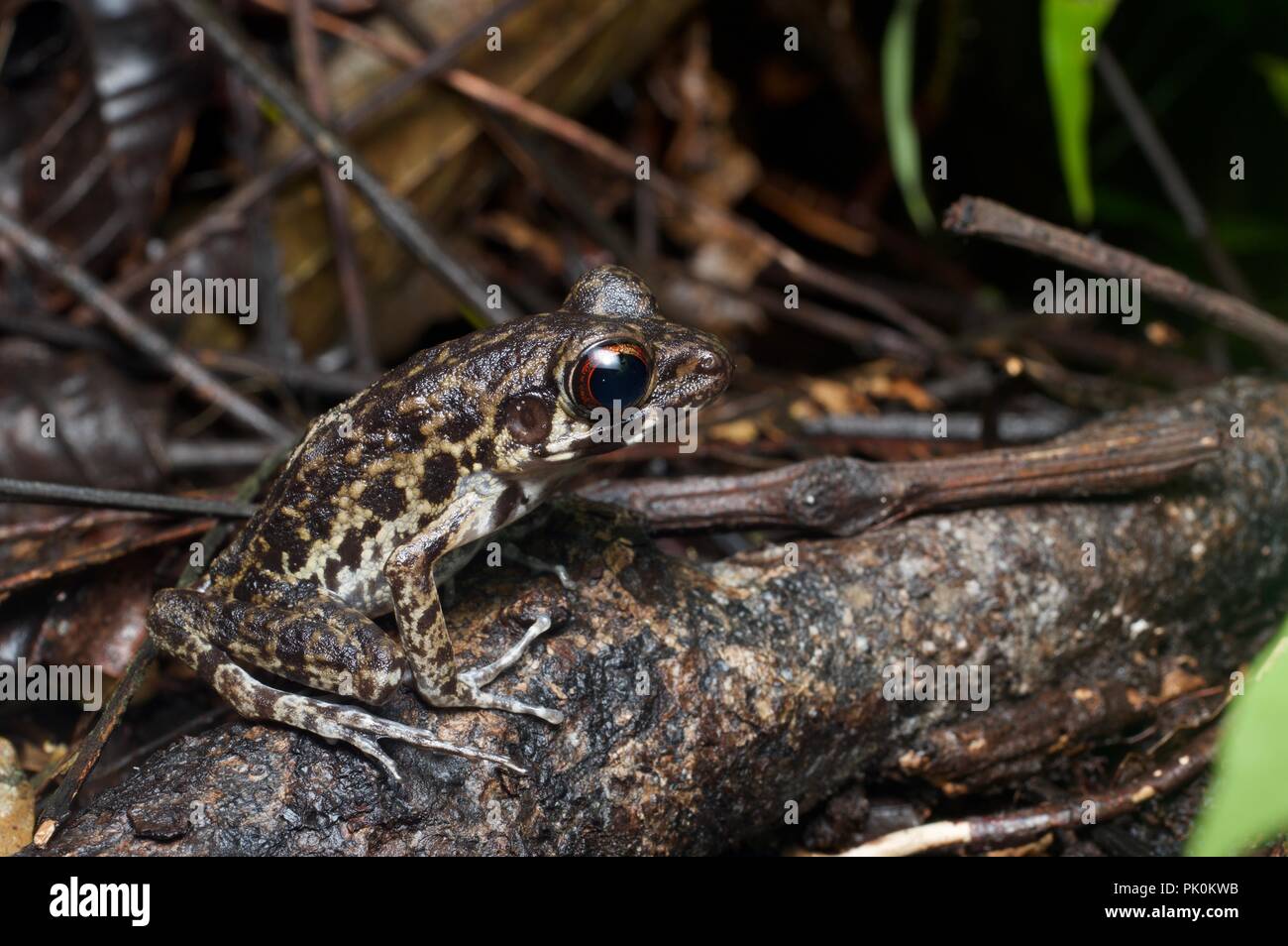A Rough-sided Frog (Pulchrana glandulosa) on the forest floor in Gunung Mulu National Park, Sarawak, East Malaysia, Borneo Stock Photo