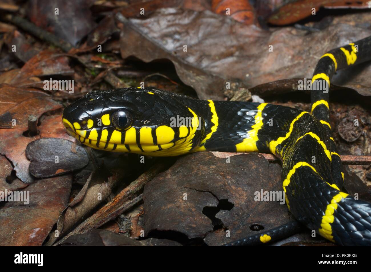 A Mangrove Cat Snake (Boiga dendrophila annectens) on the forest floor in Gunung Mulu National Park, Sarawak, East Malaysia, Borneo Stock Photo