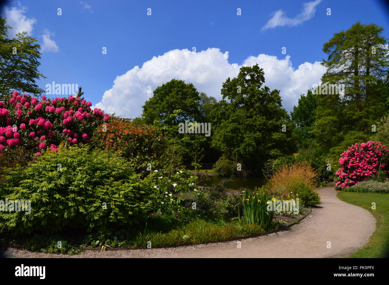 Landscape at Dunham Massey Altrincham Rhododendrons and Lake Stock Photo