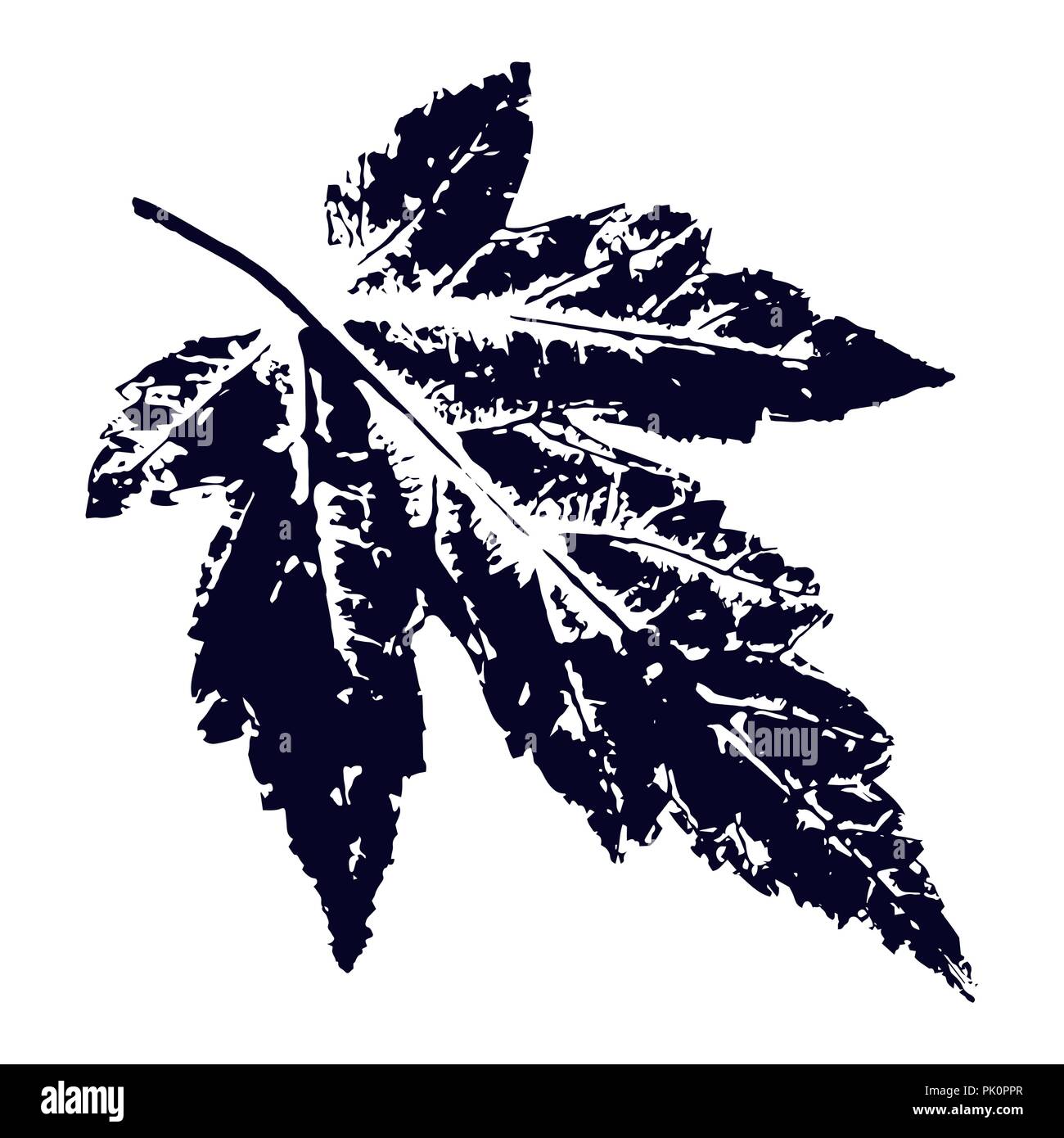 Vector maple Leaf print. Inkprinted leaves of the trees on paper Stock