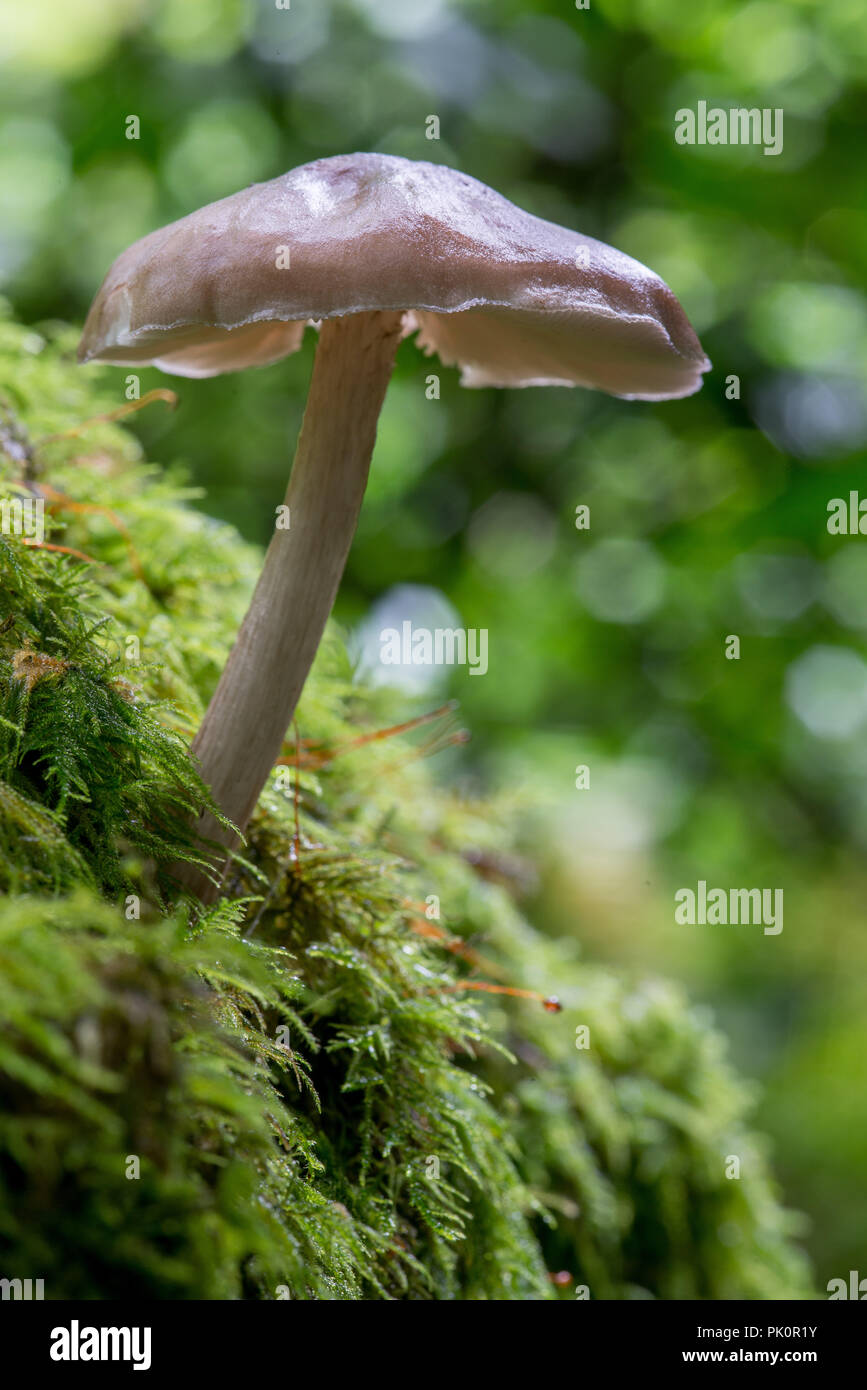 Aldouran Glen, fungi growing on bryophite covered log Dumfries and Galloway, Scotland. Stock Photo