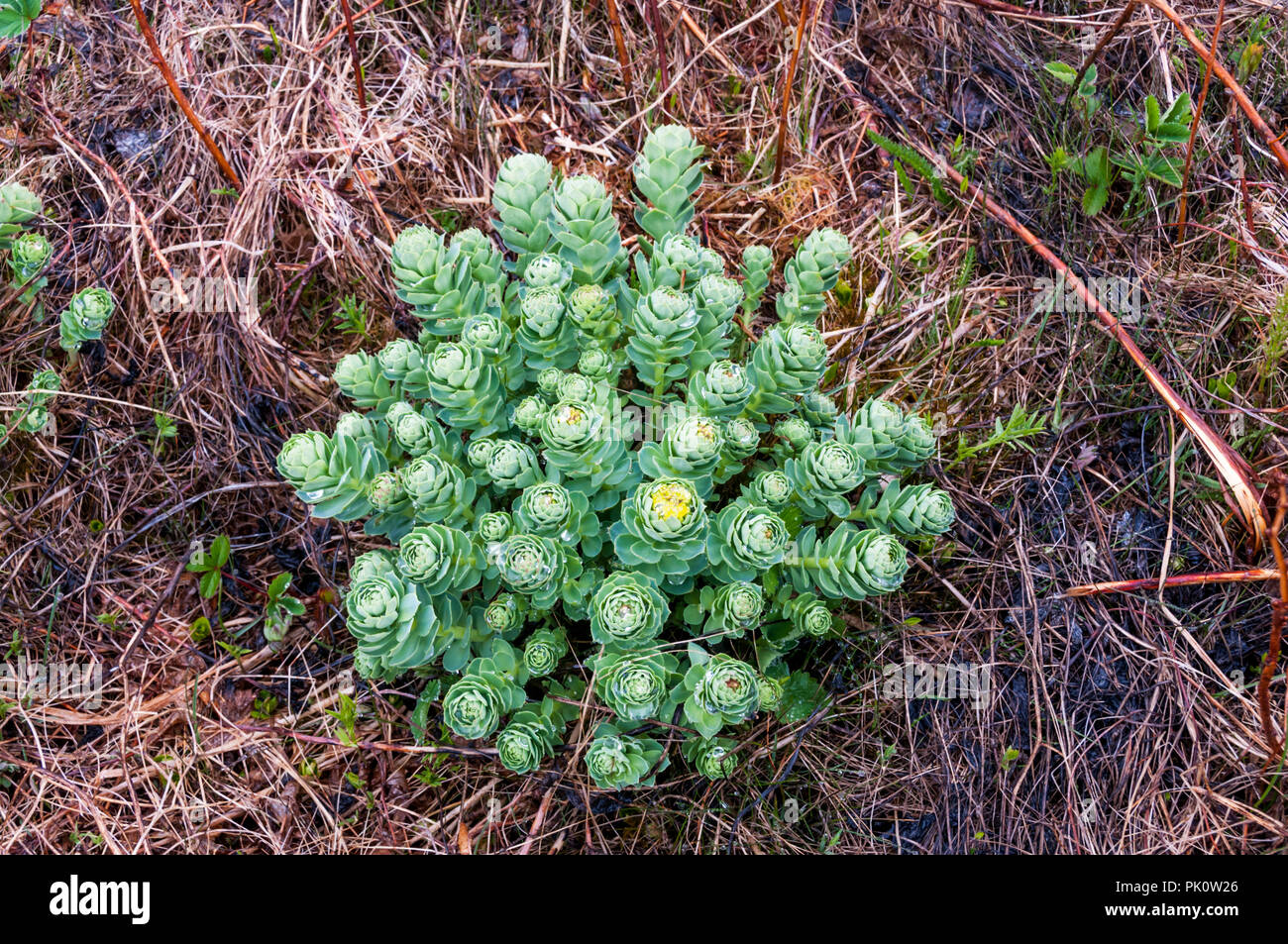 Roseroot, Rhodiola rosea, growing wild on the shore of the Gulf of St Lawrence in Labrador, Canada. Stock Photo