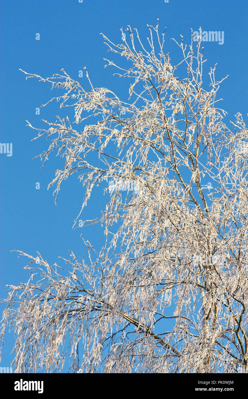 Branches of winter trees covered with snow Stock Photo - Alamy