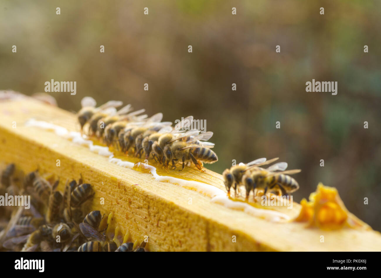 Image of honey bees hi-res stock photography and images - Alamy