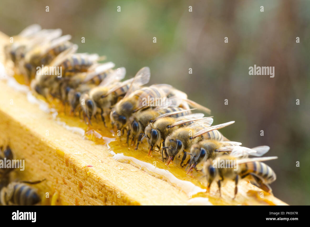 Image of honey bees hi-res stock photography and images - Alamy