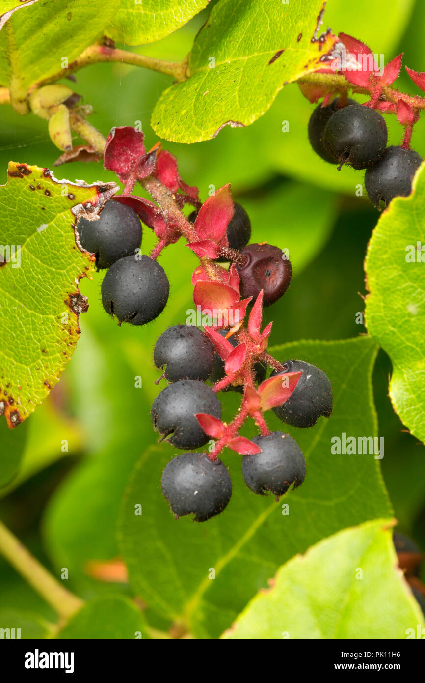 Vancouver island berries hires stock photography and images Alamy