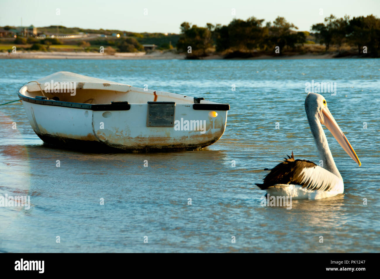 Australian Pelican - Kalbarri - Australia Stock Photo