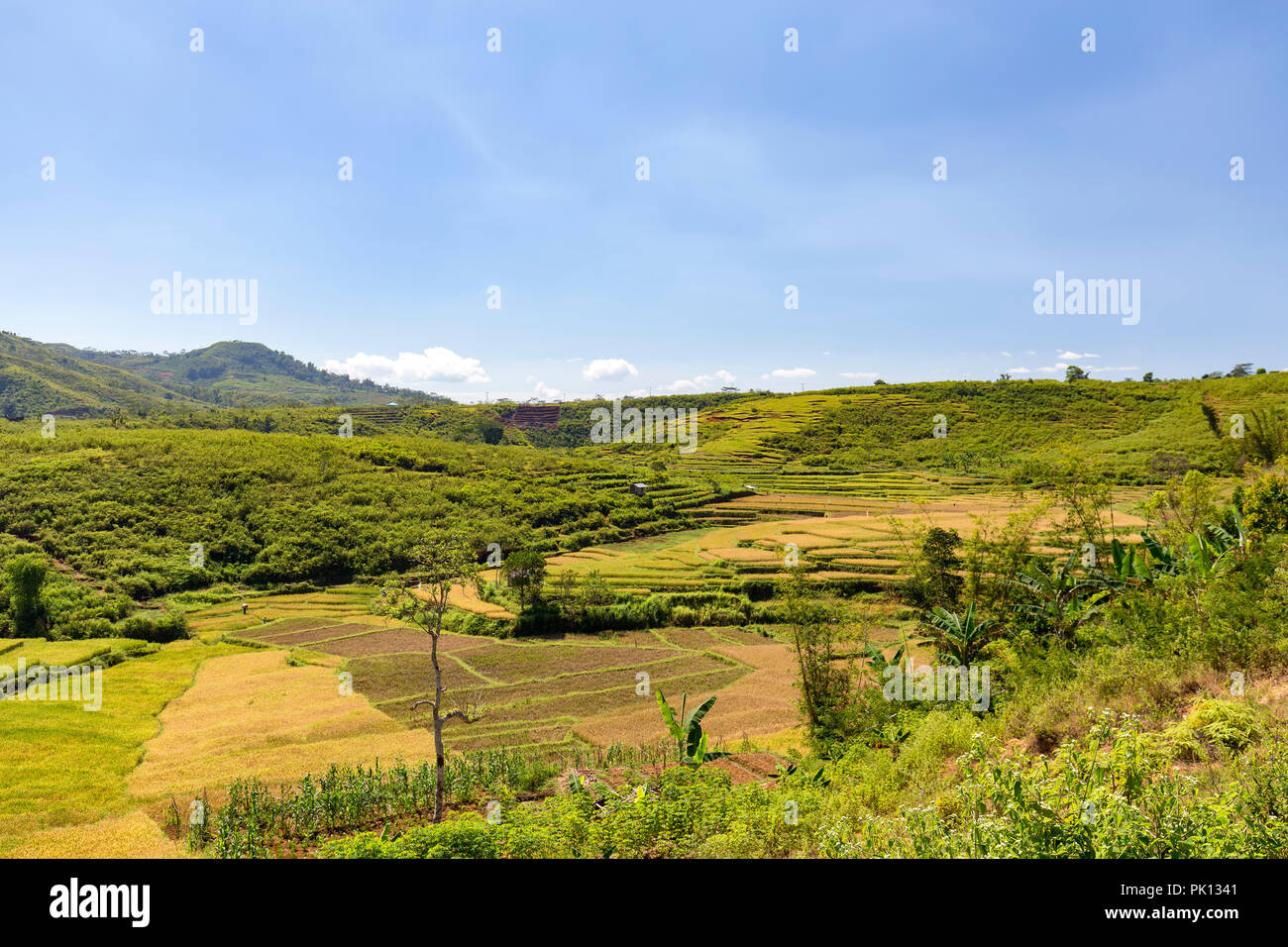 Produce and rice terraces in Flores, Indonesia Stock Photo Alamy