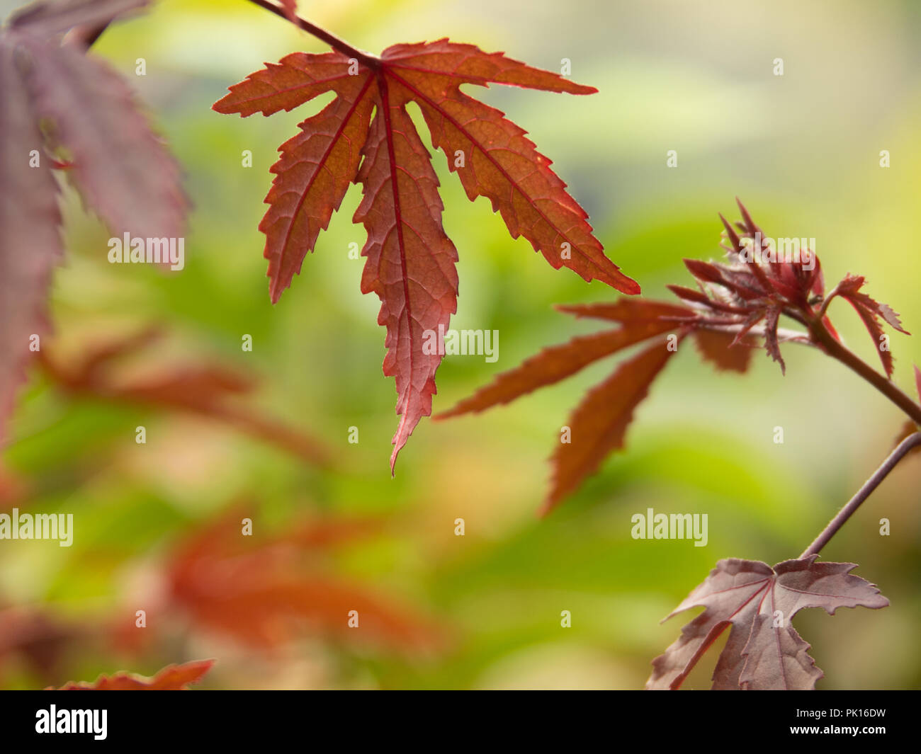 Colored Japanese Maple leaves changing to red in autumn on natural green background Stock Photo