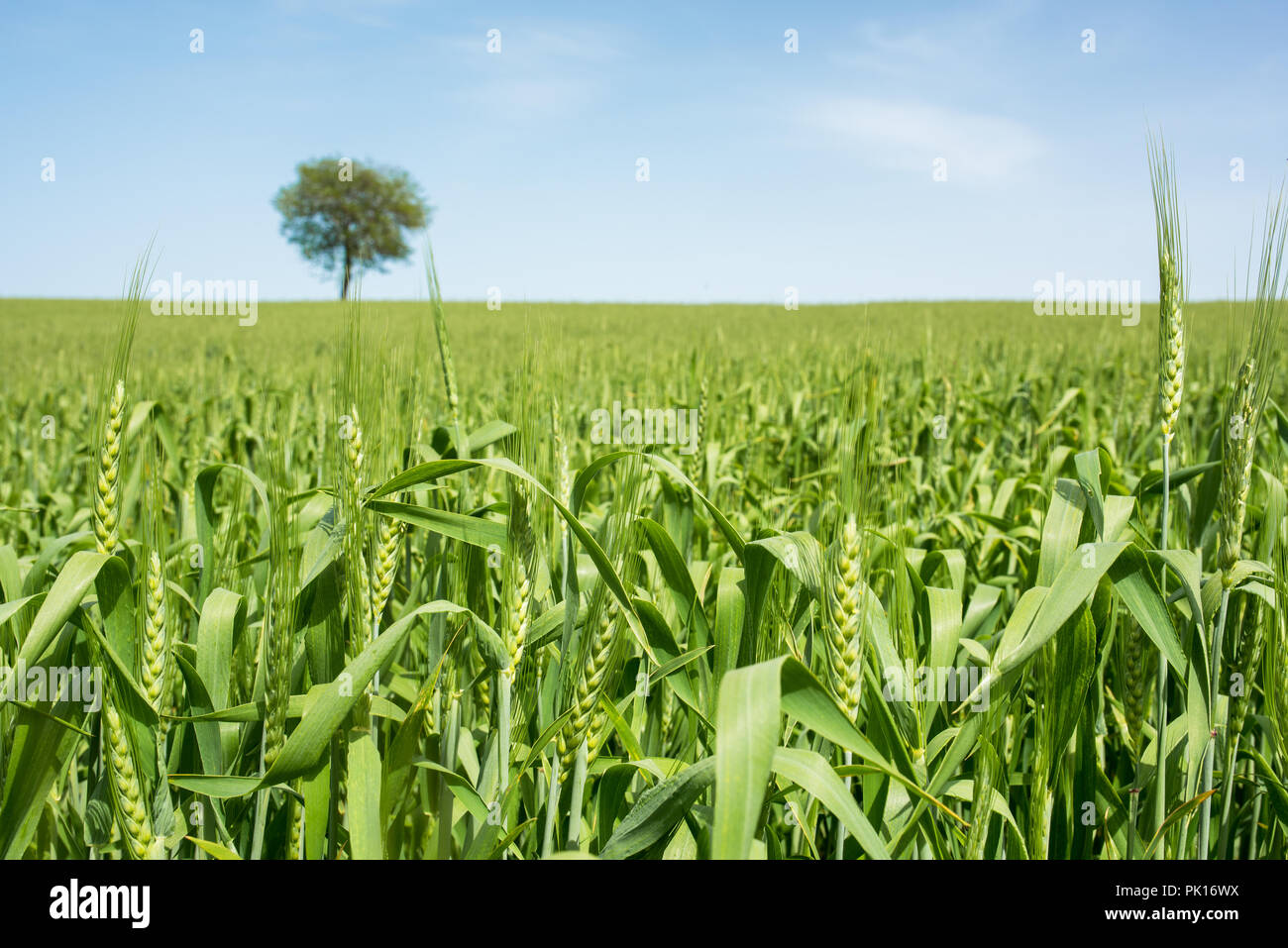 Summer wheat field farm hi res stock photography and images Alamy Summer wheat field farm hi res stock photography and images Alamy