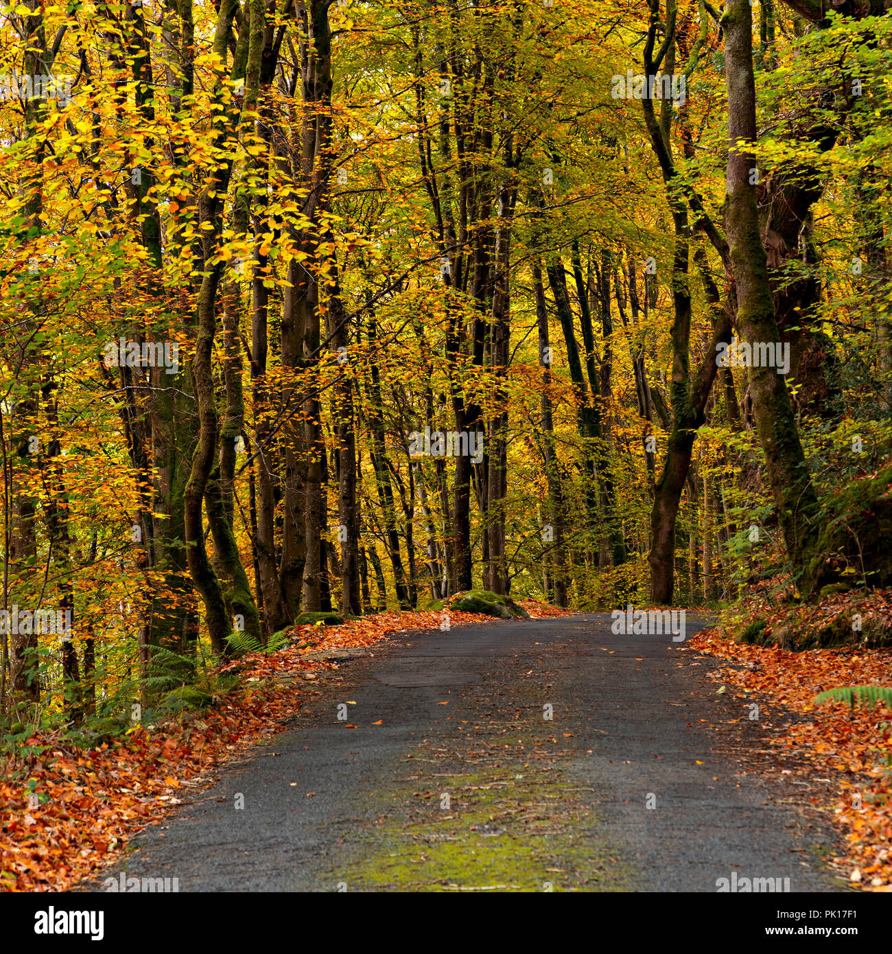 Trees in autumn colours at Llyn Crafnant, Snowdonia, North Wales Stock Photo