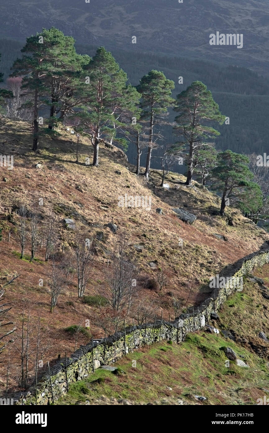 Drystone wall and trees on the Watkin Path up Snowdon mountain, Snowdonia, North Wales Stock Photo