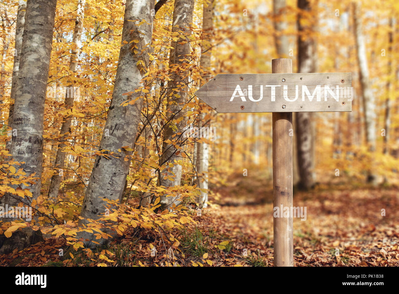 Wooden signpost and Beautiful autumn colors of nature Stock Photo