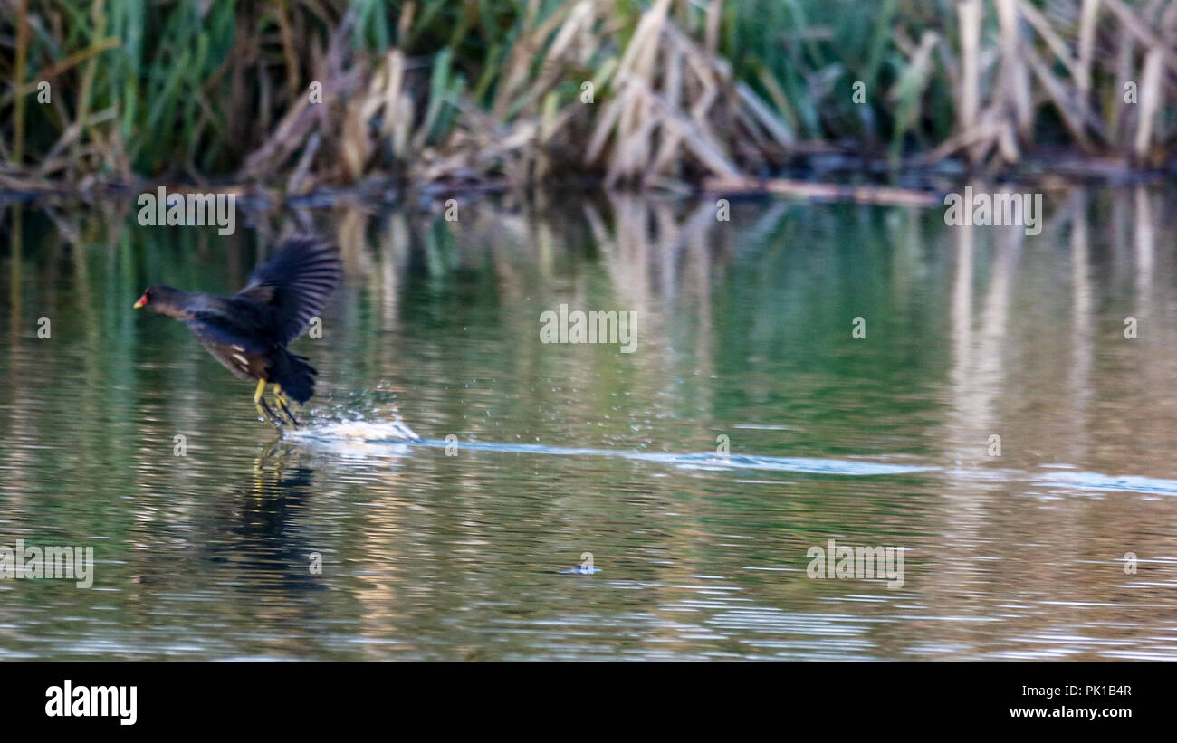 Walking on Water Stock Photo Alamy