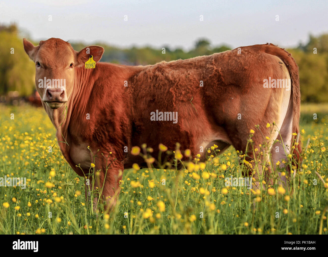 Cattle Grazing in a Meadow Stock Photo
