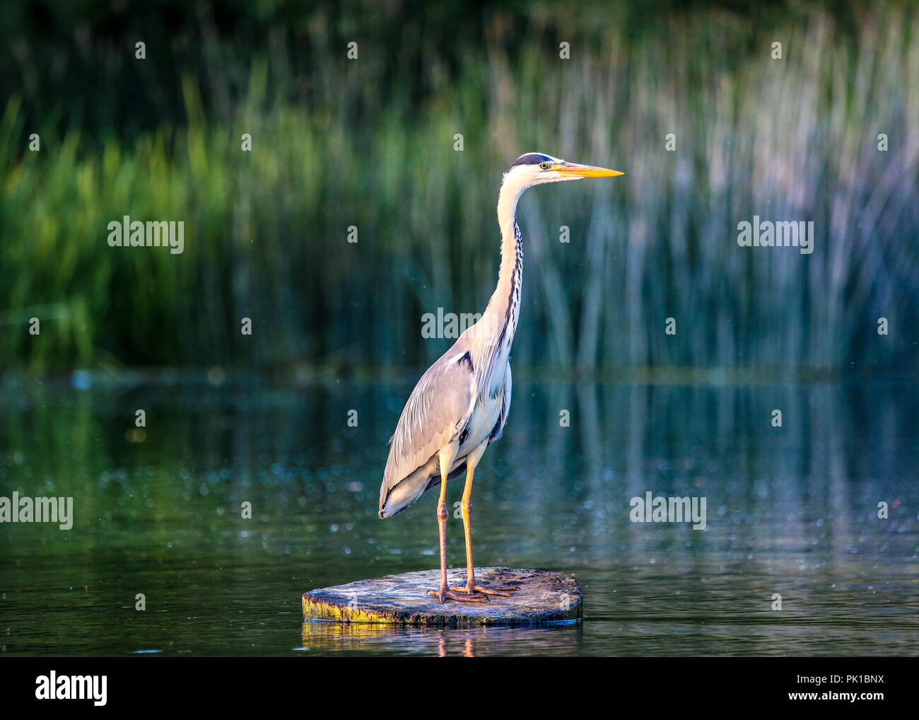Heron on the water Stock Photo