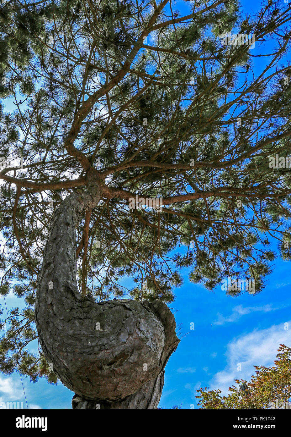 Spiral tree hires stock photography and images Alamy