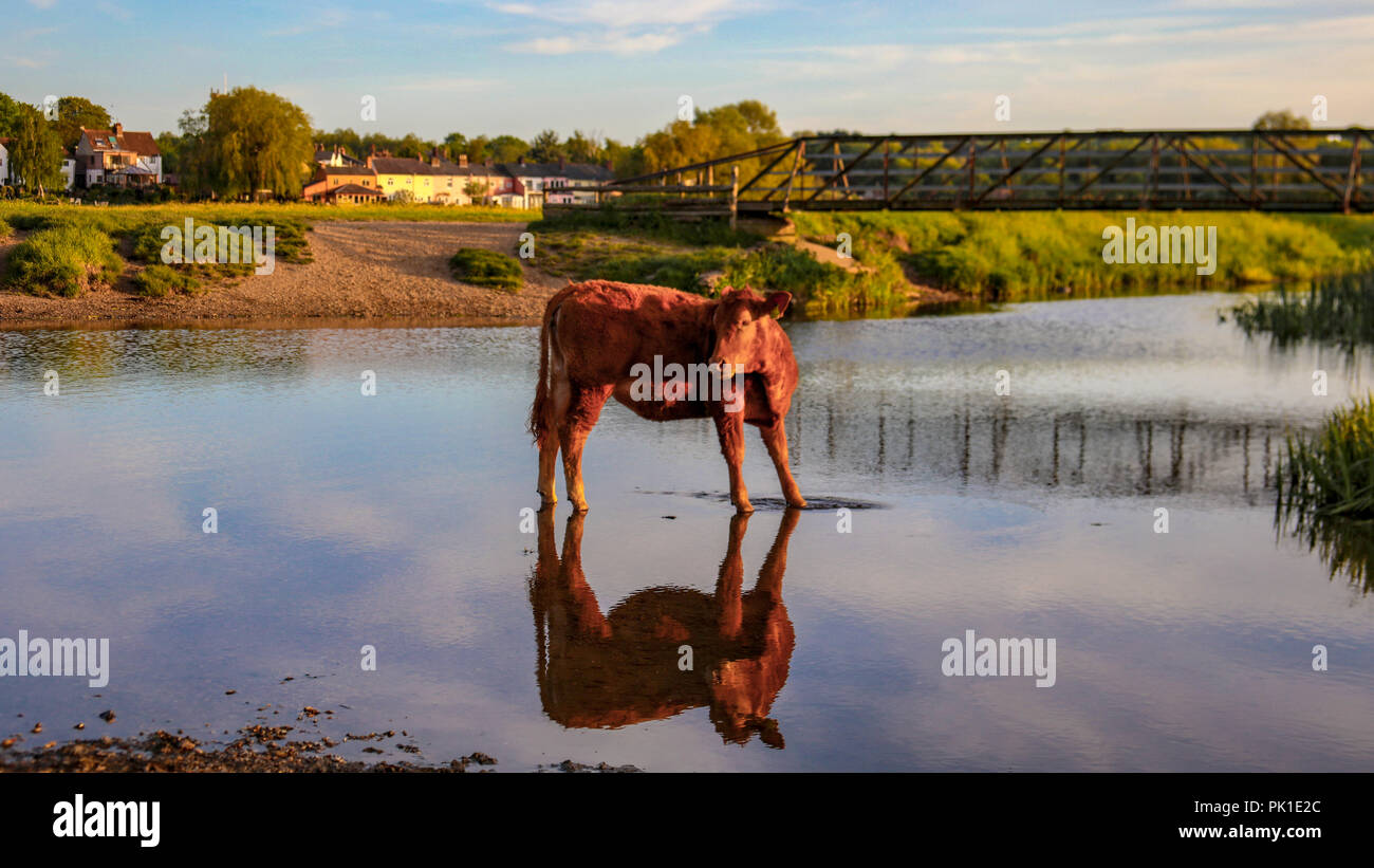 Posing cow hi-res stock photography and images - Alamy