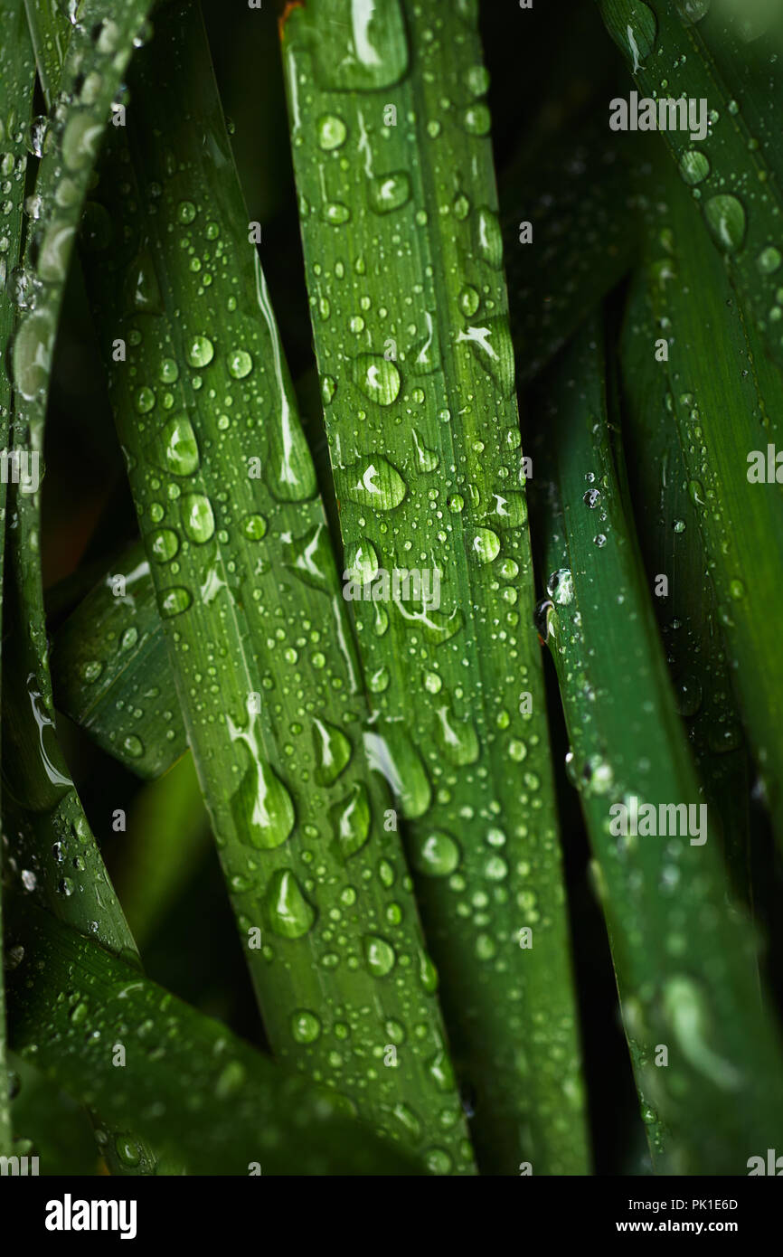 Wet blades of grass Stock Photo Alamy
