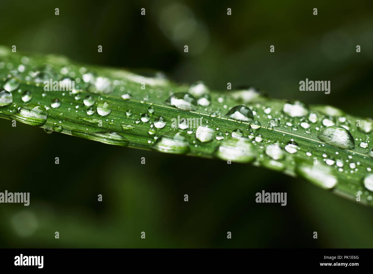 Wet blades of grass Stock Photo Alamy