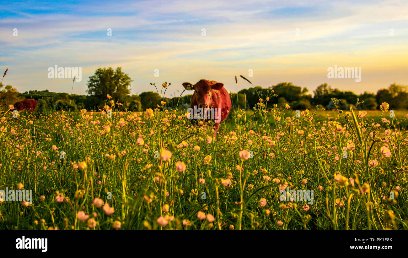 Grazing In The Meadow Stock Photo