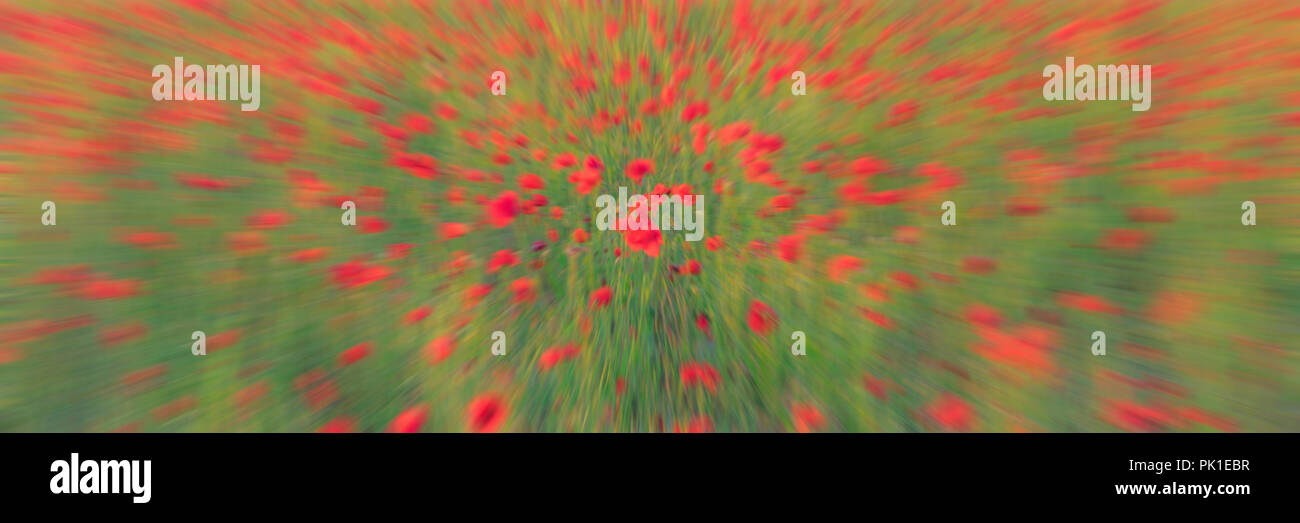 Abstract red poppies Stock Photo - Alamy