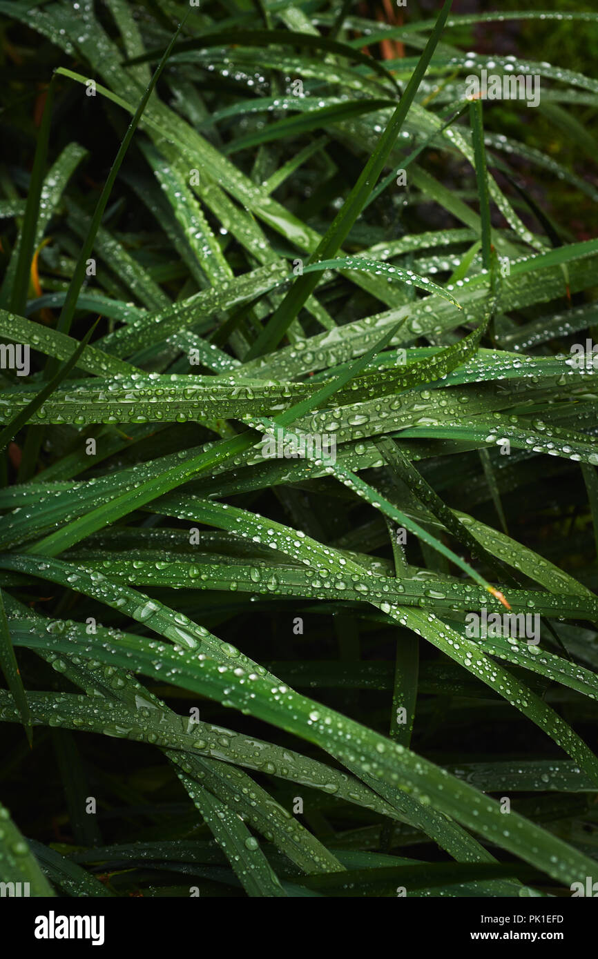 Wet blades of grass Stock Photo Alamy