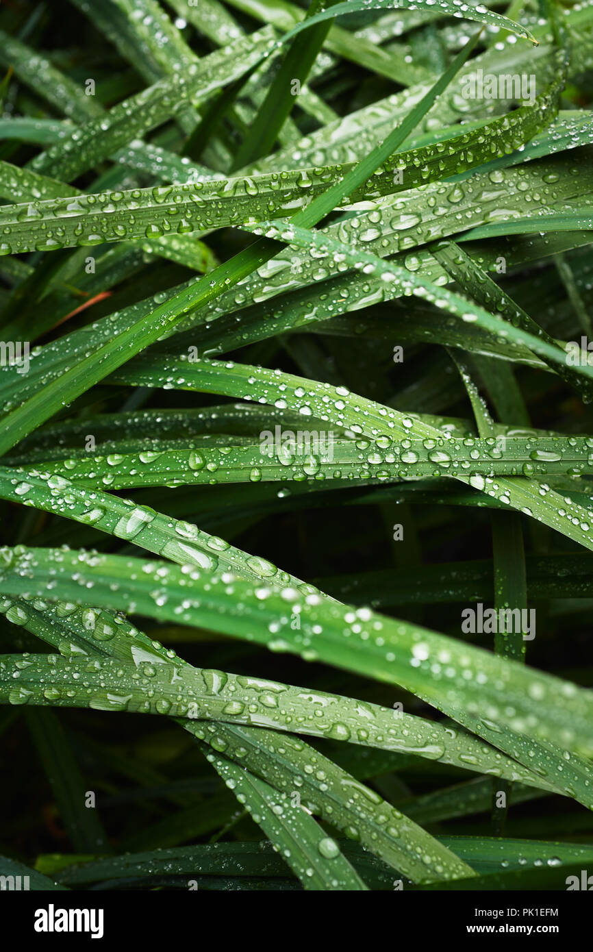 Wet blades of grass Stock Photo Alamy