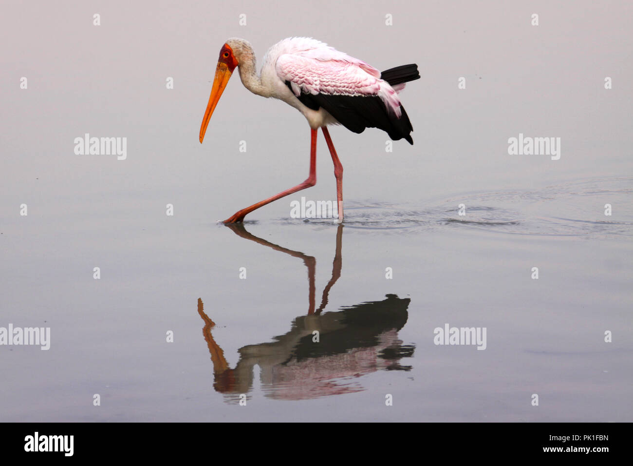 When the Yellow-billed Stork is in breeding condition the plumage is tinged with a delicate pink colour. Stock Photo