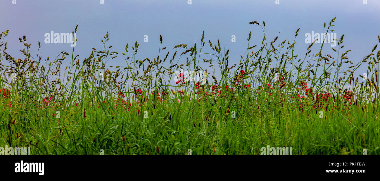 Grass Panorama Stock Photo