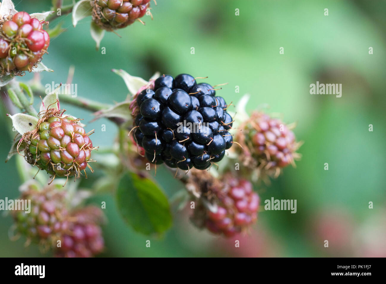 Ripe and ripening Blackberries, Rosaceae, UK Stock Photo Alamy