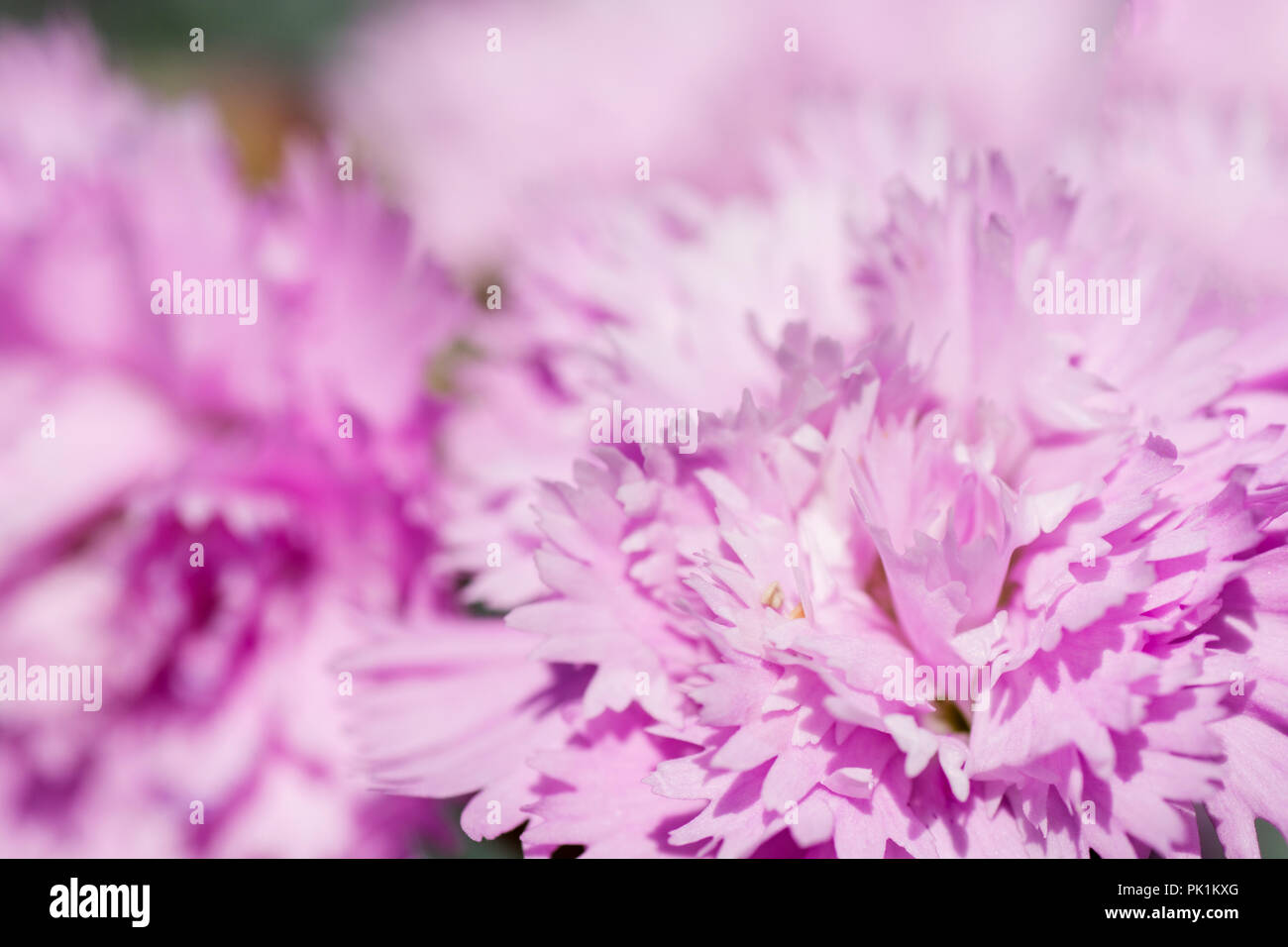 Carnation Meaning And Symbolism, 41% OFF | www.pinnaxis.com