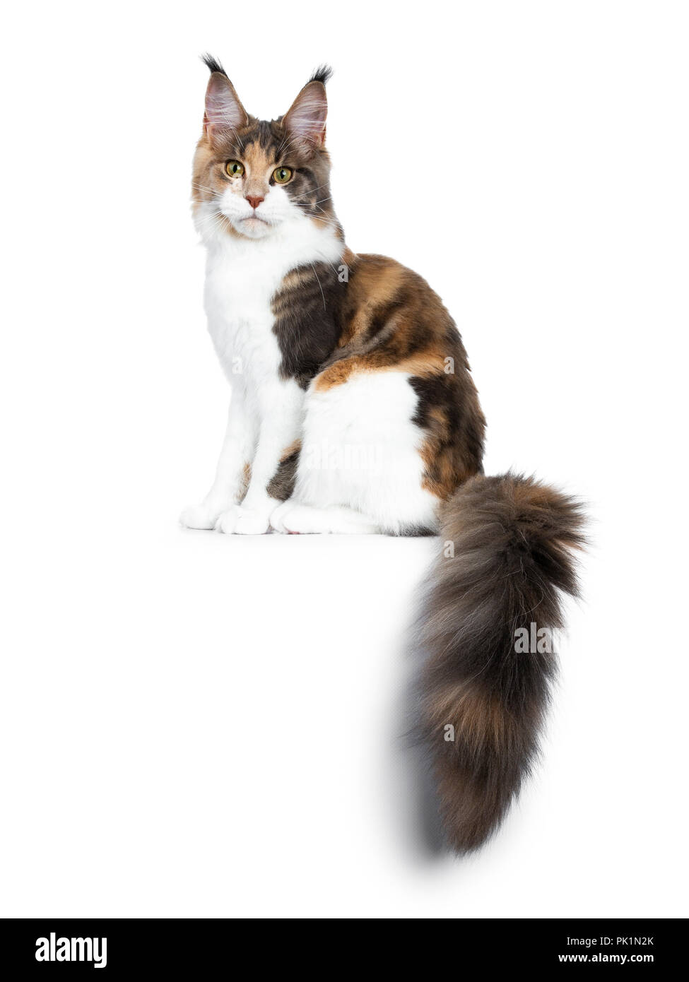 Sweet bicolor high white Maine Coon cat girl sitting side ways with ...