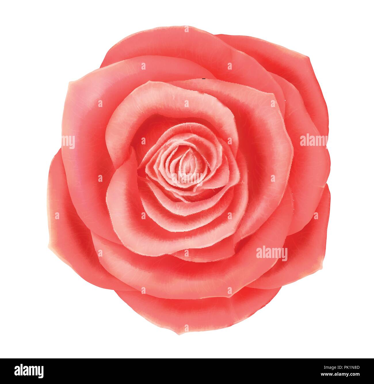 Vector beautiful pink rose floral decorative element Stock Vector Image ...