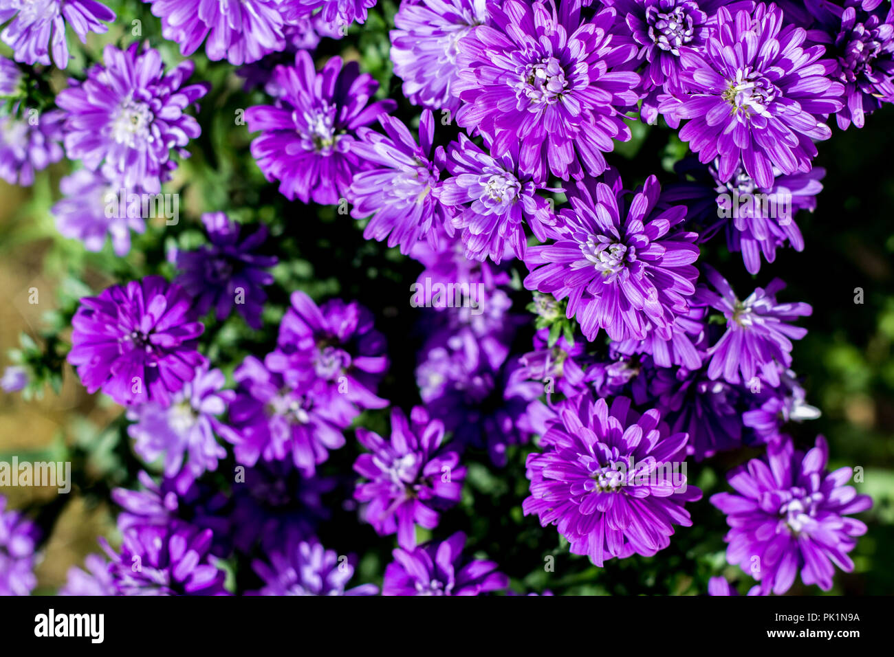 Aster called Henry I Purple - Aster of New Belgium (New York Aster) autumn flowers Stock Photo