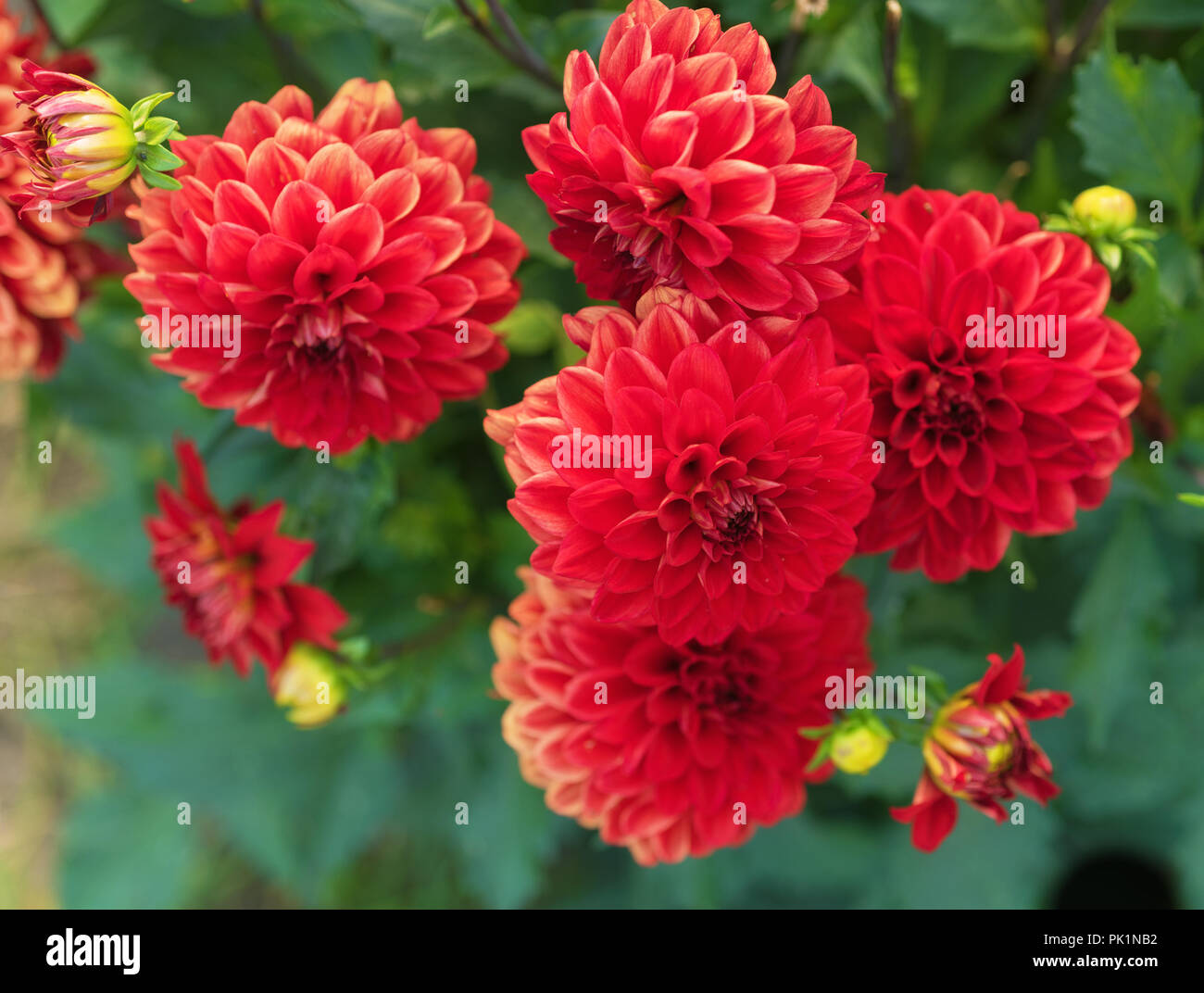 Dahlia bush hi-res stock photography and images - Alamy