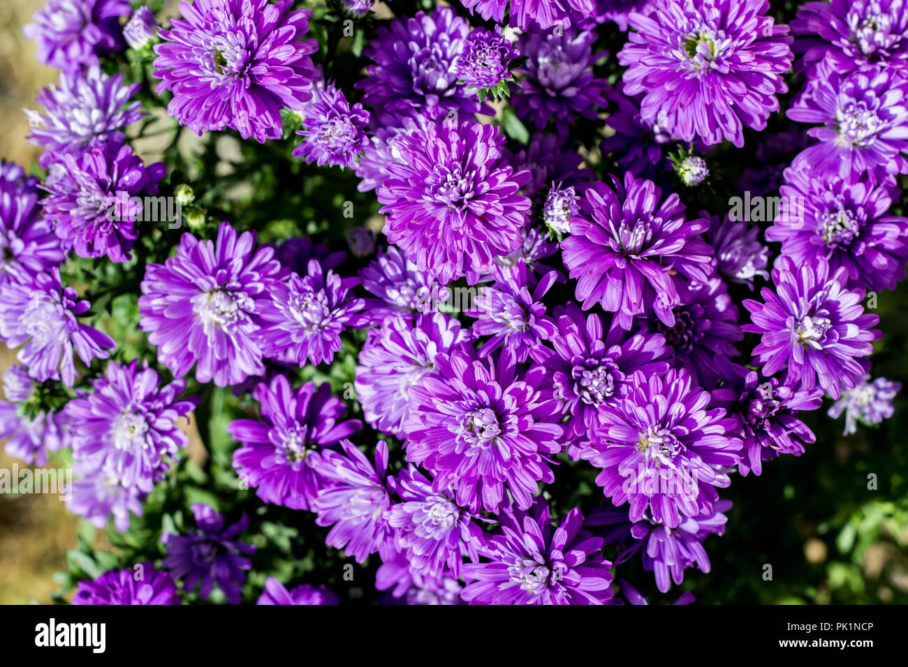 Aster called Henry I Purple - Aster of New Belgium (New York Aster) autumn flowers Stock Photo