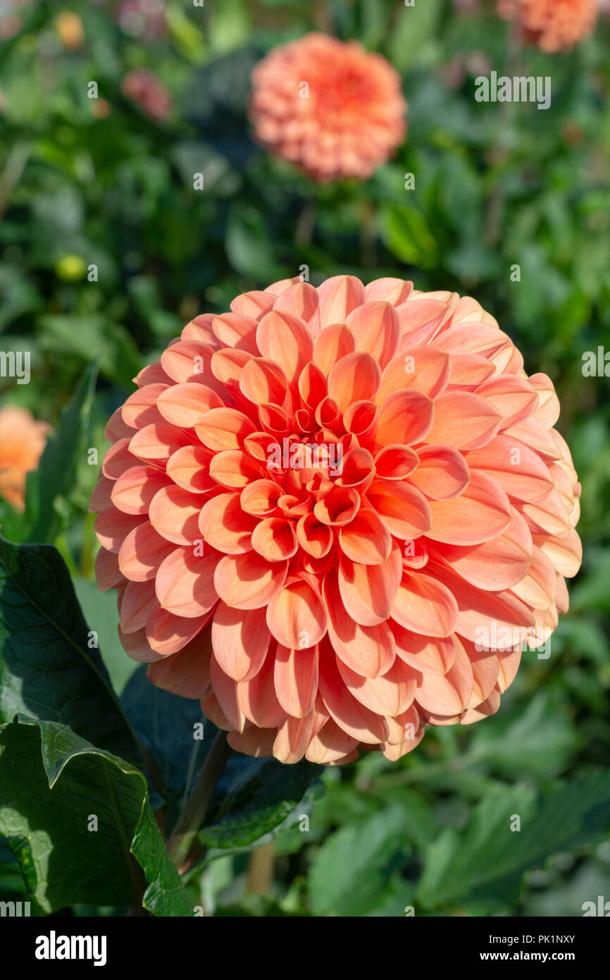 Big colorful round flowers of dahlia plant in garden close up Stock Photo