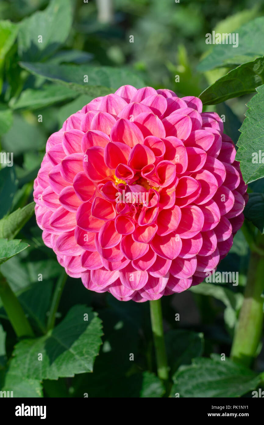 Big colorful round flowers of dahlia plant in garden close up Stock