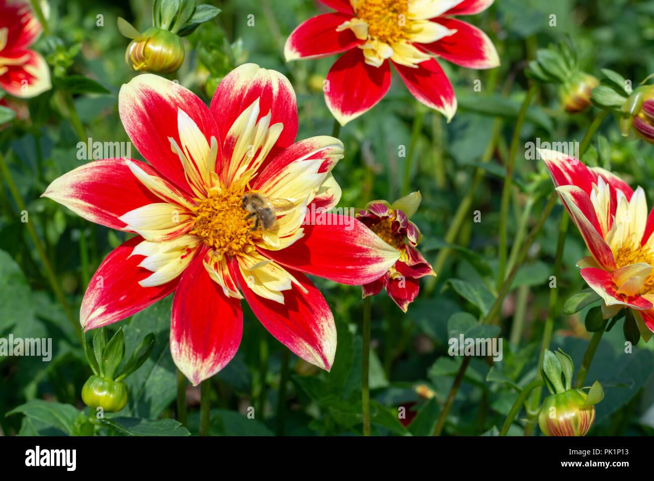 Big colorful round flowers of dahlia plant in garden close up Stock Photo