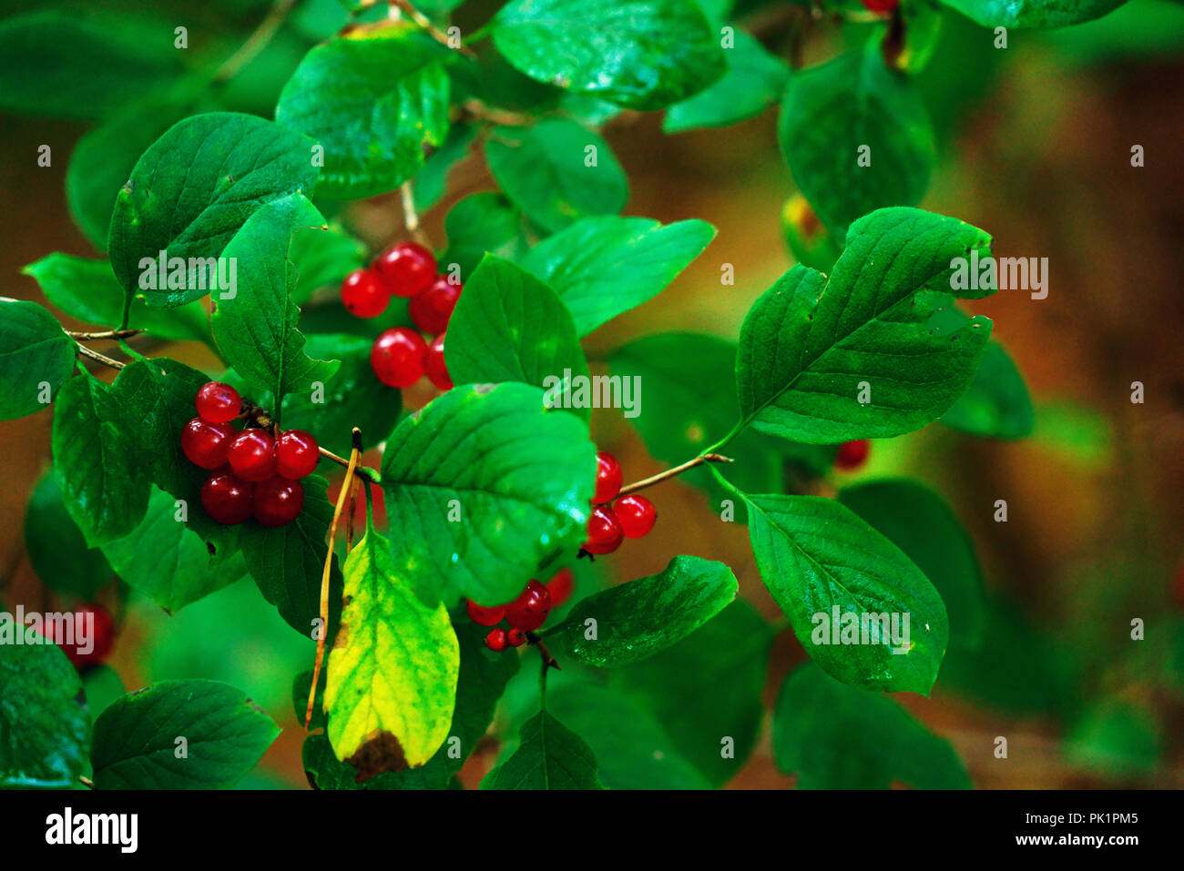Poisonous red berries hires stock photography and images Alamy