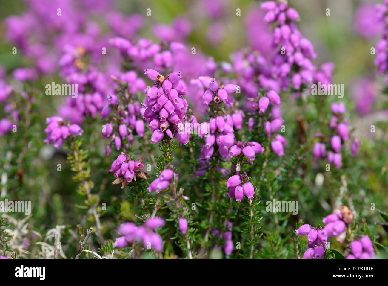 Heather flowers provide a haze of color on the coast path, Gower, Wales Stock Photo