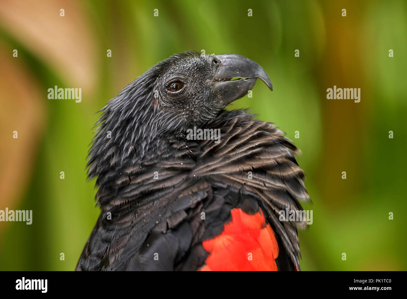Pesquet's Parrot - Psittrichas fulgidus, large black and red parrot from New Guinea forests and woodlands. Stock Photo