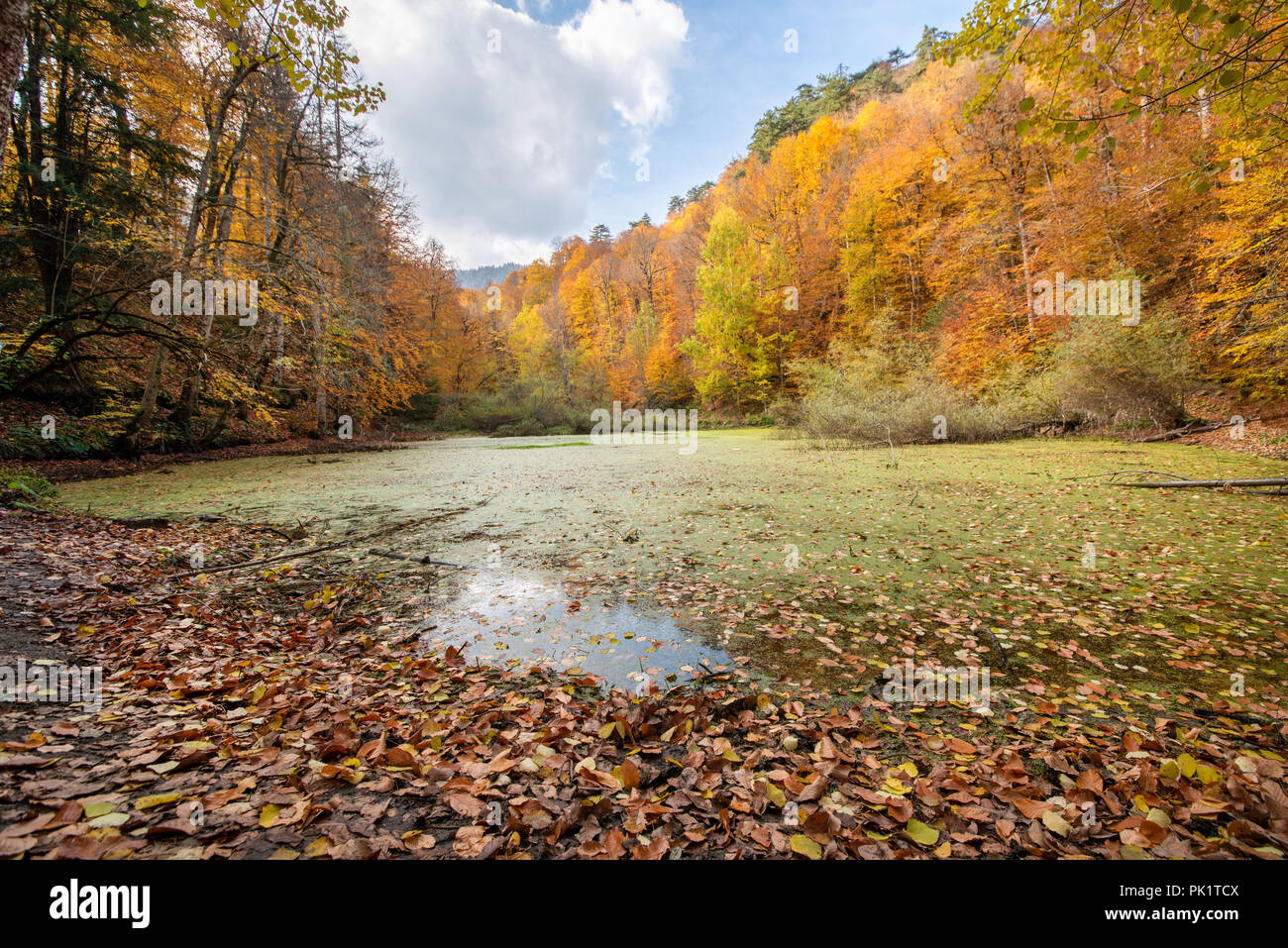 Idyllic autumn lake scenery on yedigoller park in Bolu. Stock Photo