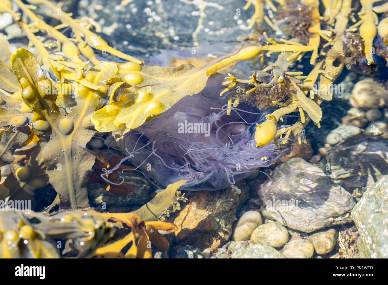 Blue Jellyfish or Blue fire Jellyfish Cyanea Lamarcki stranded in a rock pool Stock Photo