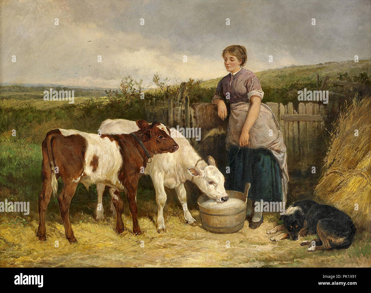 Hardy Heywood Feeding the Calves Stock Photo Alamy