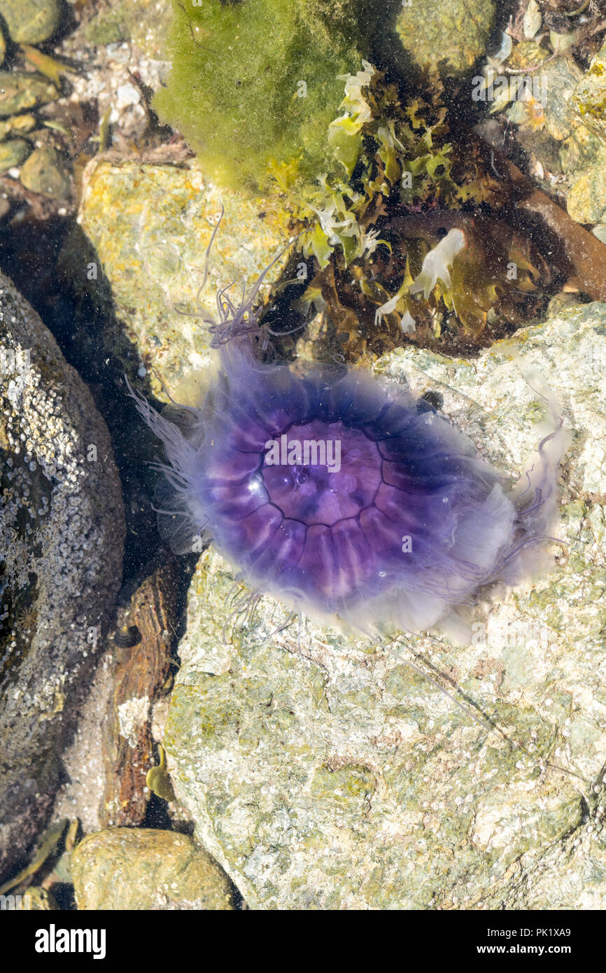 Blue Jellyfish or Blue fire Jellyfish Cyanea Lamarcki stranded in a rock pool Stock Photo