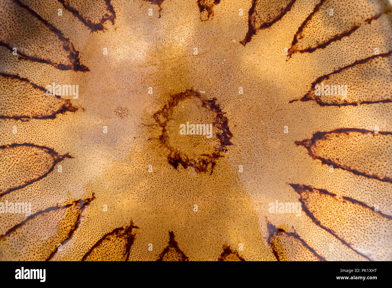 Compass Jellyfish Chrysaora hysoscella stranded on the beach Stock Photo